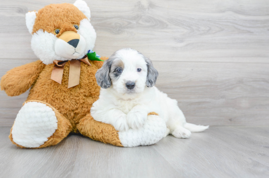 Mini Labradoodle Pup Being Cute