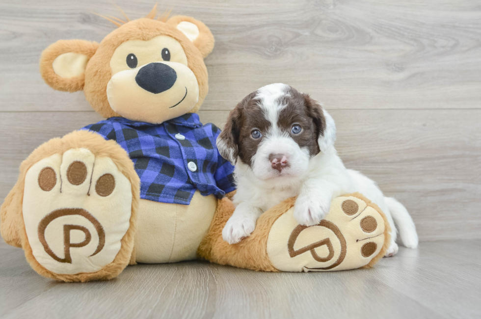 5 week old Mini Labradoodle Puppy For Sale - Florida Fur Babies