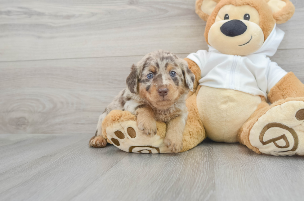 8 week old Mini Labradoodle Puppy For Sale - Florida Fur Babies