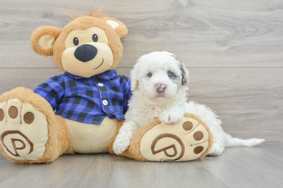 5 week old Mini Labradoodle Puppy For Sale - Florida Fur Babies