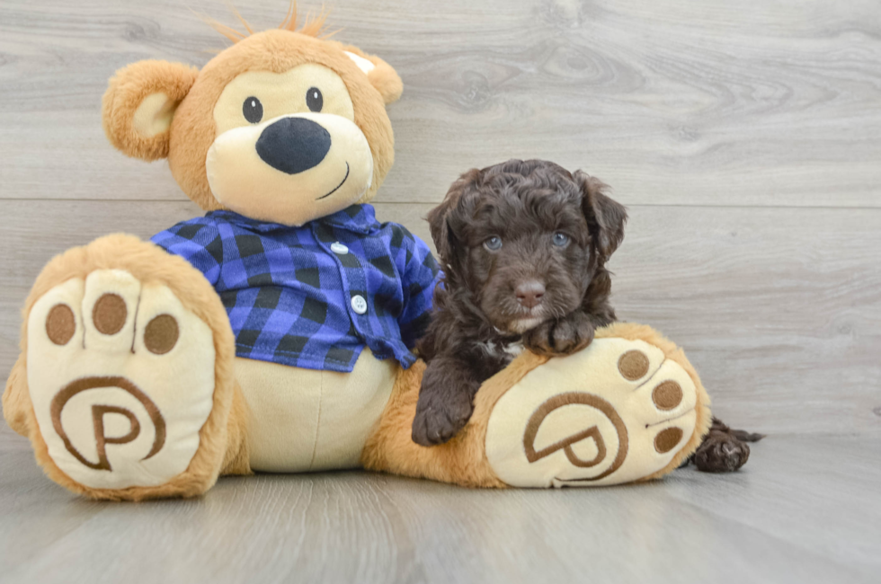 5 week old Mini Labradoodle Puppy For Sale - Florida Fur Babies