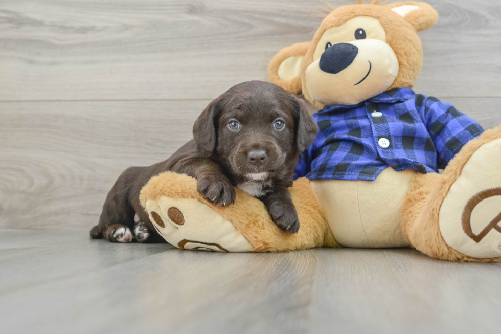 Best Mini Labradoodle Baby