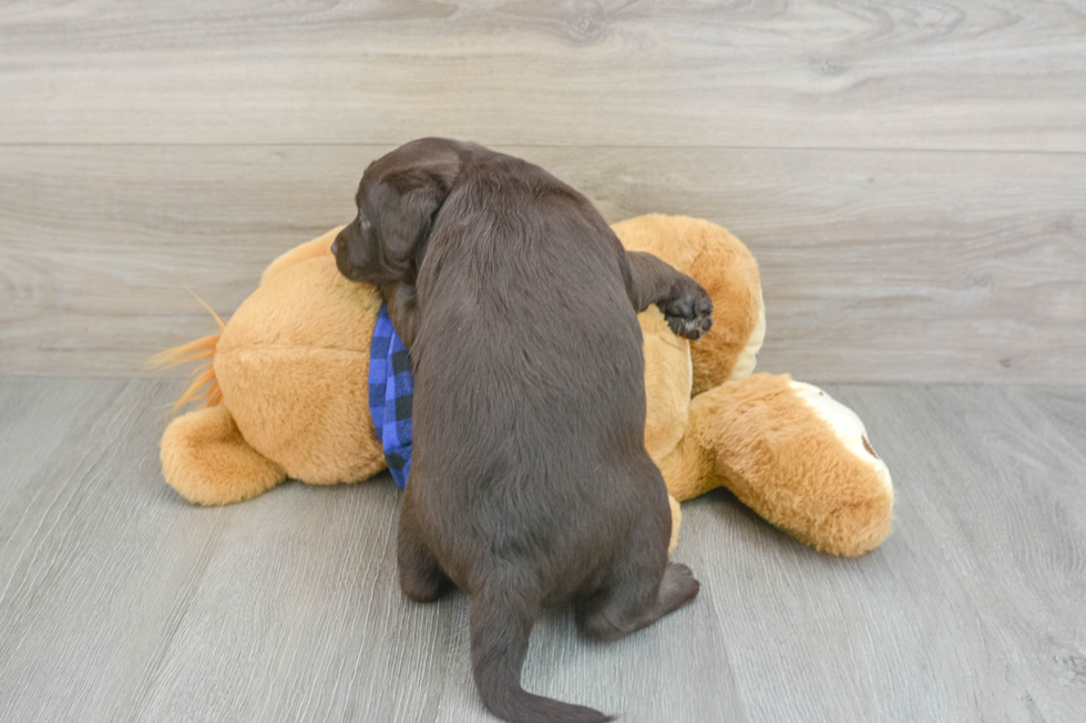 Best Mini Labradoodle Baby