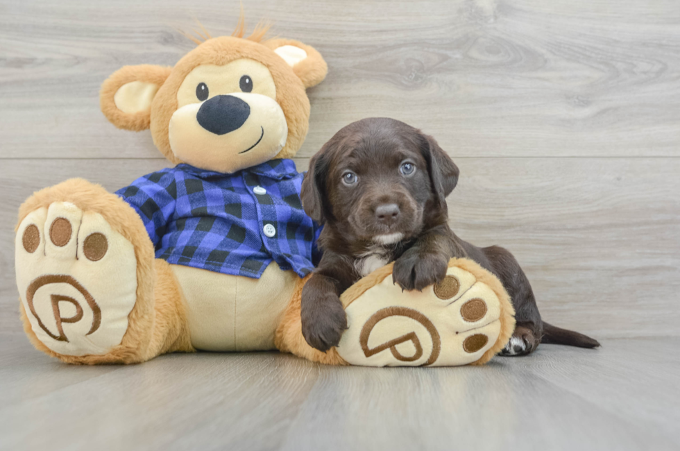 5 week old Mini Labradoodle Puppy For Sale - Florida Fur Babies