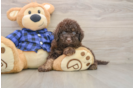 Adorable Labrapoo Poodle Mix Puppy
