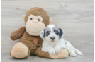 Cute Mini Labradoodle Baby