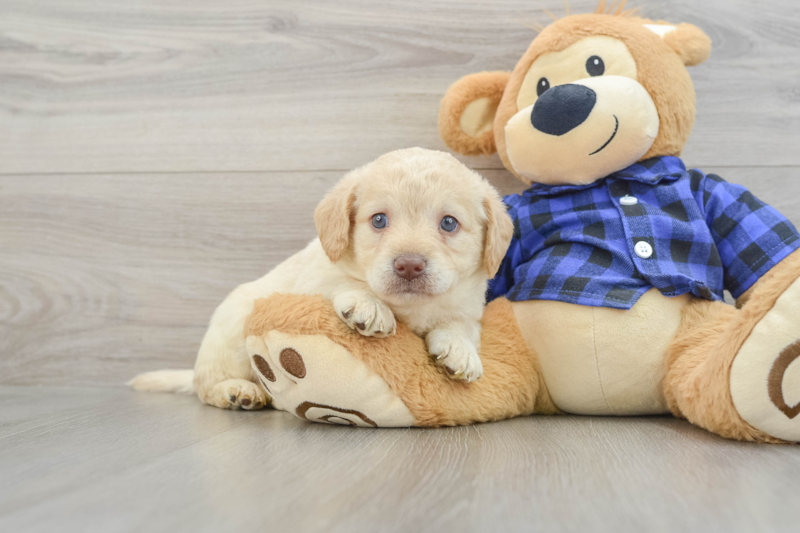Meet Seinfeld - our Mini Labradoodle Puppy Photo 1/3 - Florida Fur Babies