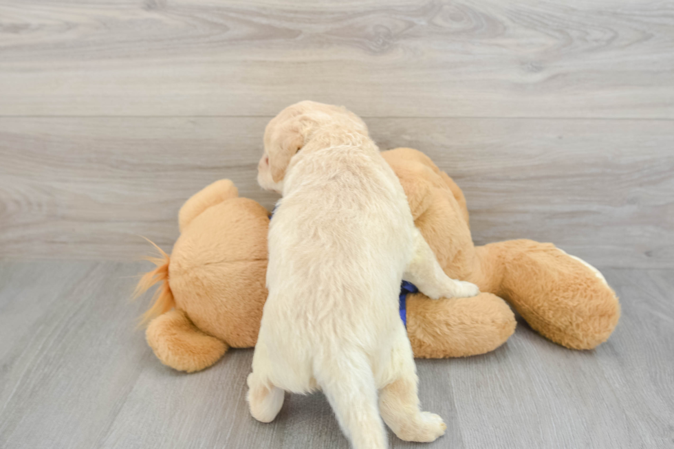 Energetic Labrapoo Poodle Mix Puppy