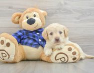 7 week old Mini Labradoodle Puppy For Sale - Florida Fur Babies