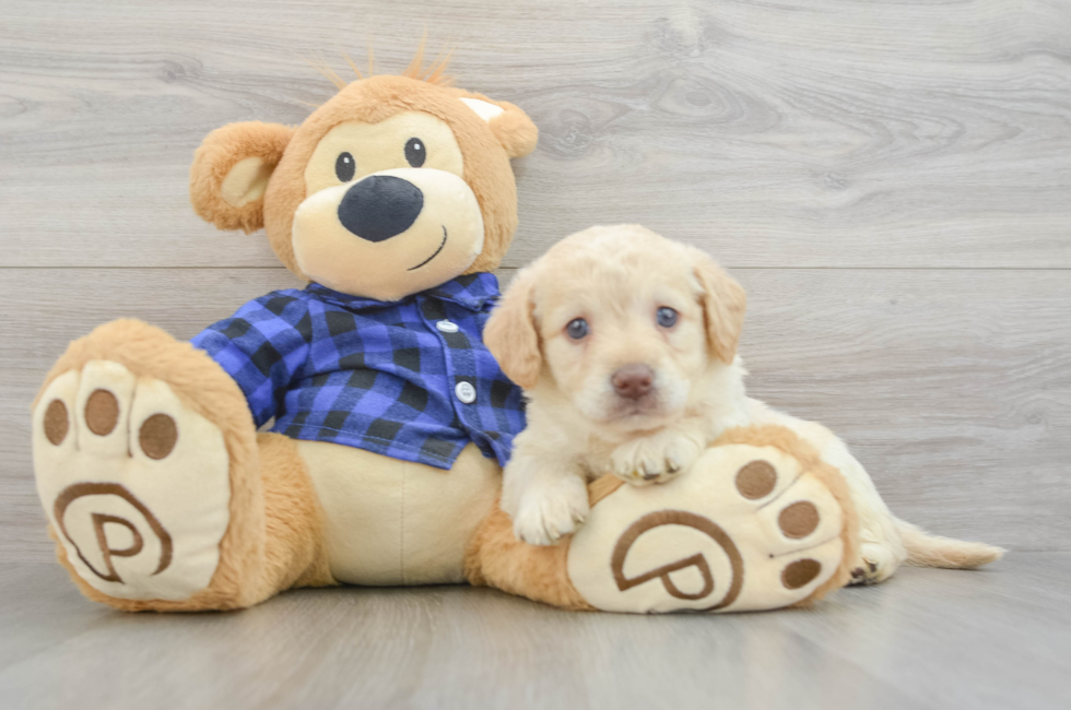 6 week old Mini Labradoodle Puppy For Sale - Florida Fur Babies