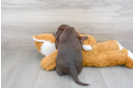 Meet Seinfeld - our Mini Labradoodle Puppy Photo 3/3 - Florida Fur Babies