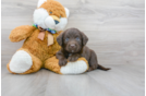 Meet Seinfeld - our Mini Labradoodle Puppy Photo 1/3 - Florida Fur Babies