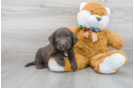 Meet Seinfeld - our Mini Labradoodle Puppy Photo 2/3 - Florida Fur Babies