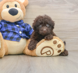8 week old Mini Labradoodle Puppy For Sale - Florida Fur Babies