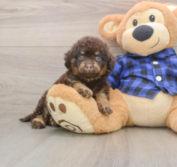 8 week old Mini Labradoodle Puppy For Sale - Florida Fur Babies
