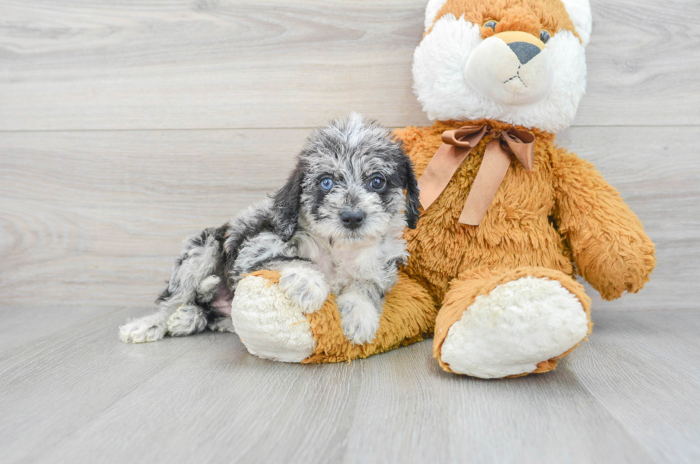 8 week old Mini Labradoodle Puppy For Sale - Florida Fur Babies