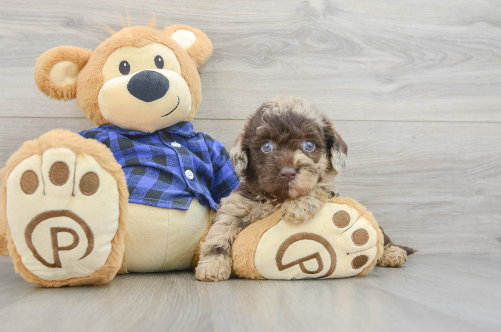 6 week old Mini Labradoodle Puppy For Sale - Florida Fur Babies