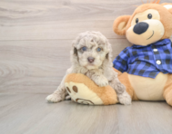 7 week old Mini Labradoodle Puppy For Sale - Florida Fur Babies