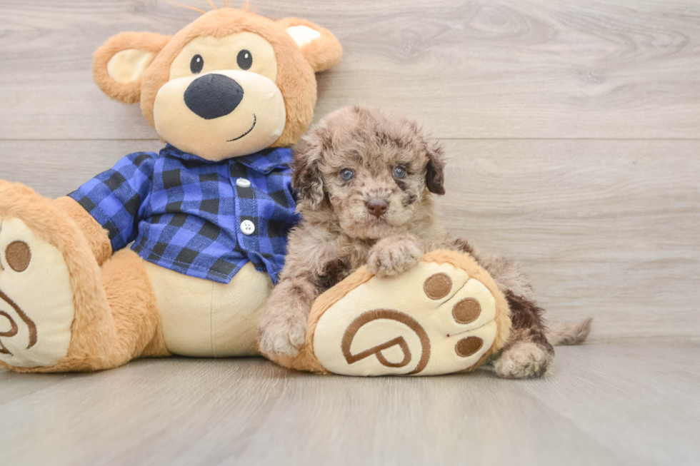 Hypoallergenic Labrapoo Poodle Mix Puppy