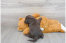 Meet Shadow - our Mini Labradoodle Puppy Photo 3/3 - Florida Fur Babies
