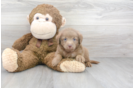 Meet Shadow - our Mini Labradoodle Puppy Photo 1/3 - Florida Fur Babies