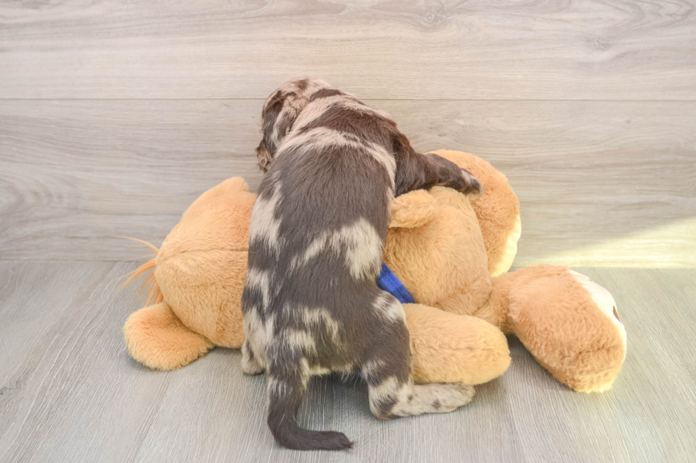 Playful Labrapoo Poodle Mix Puppy