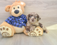 5 week old Mini Labradoodle Puppy For Sale - Florida Fur Babies