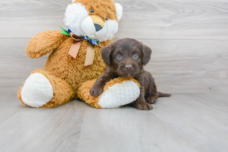 Meet Shinola - our Mini Labradoodle Puppy Photo 1/3 - Florida Fur Babies