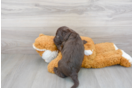 Meet Shinola - our Mini Labradoodle Puppy Photo 3/3 - Florida Fur Babies