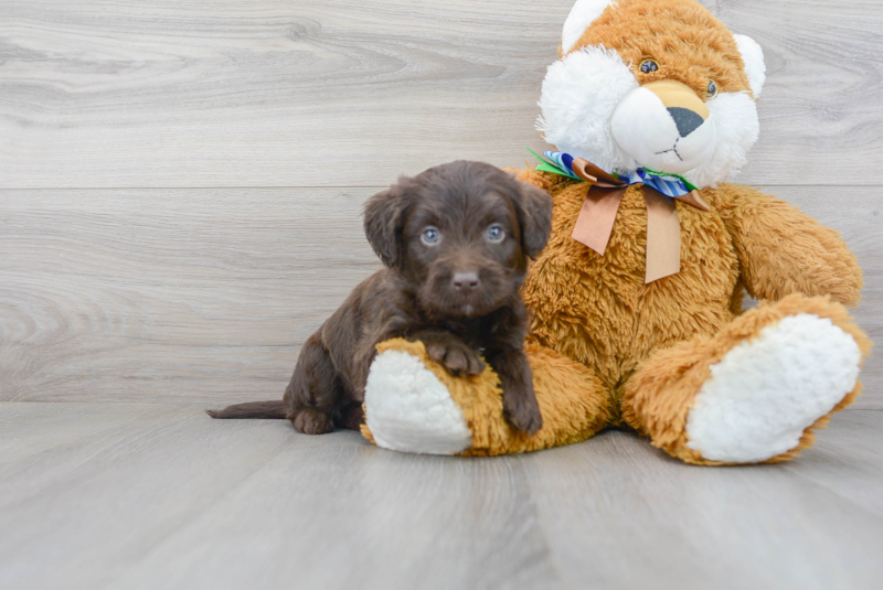 Meet Shinola - our Mini Labradoodle Puppy Photo 2/3 - Florida Fur Babies
