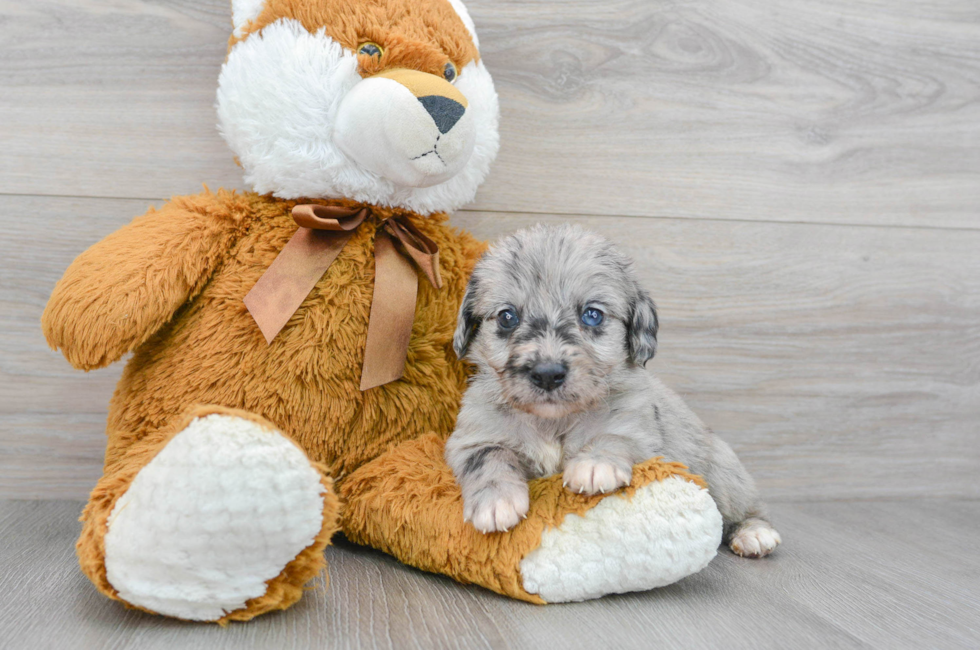 6 week old Mini Labradoodle Puppy For Sale - Florida Fur Babies