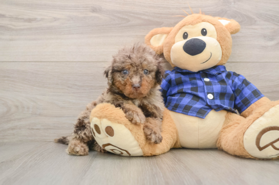 Happy Mini Labradoodle Baby