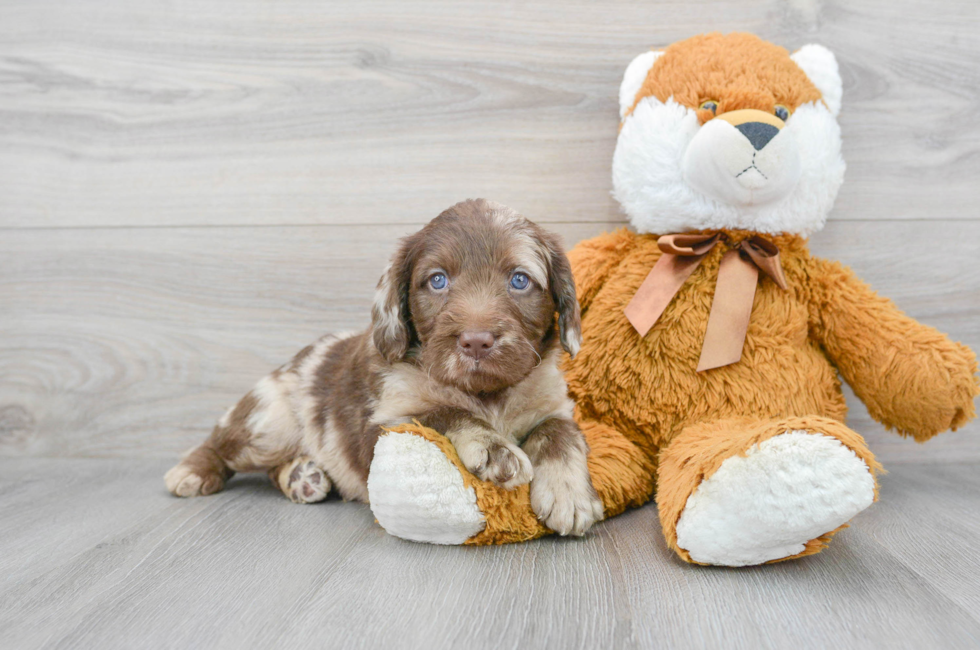 6 week old Mini Labradoodle Puppy For Sale - Florida Fur Babies