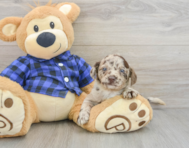 9 week old Mini Labradoodle Puppy For Sale - Florida Fur Babies