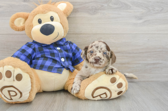 Mini Labradoodle Pup Being Cute