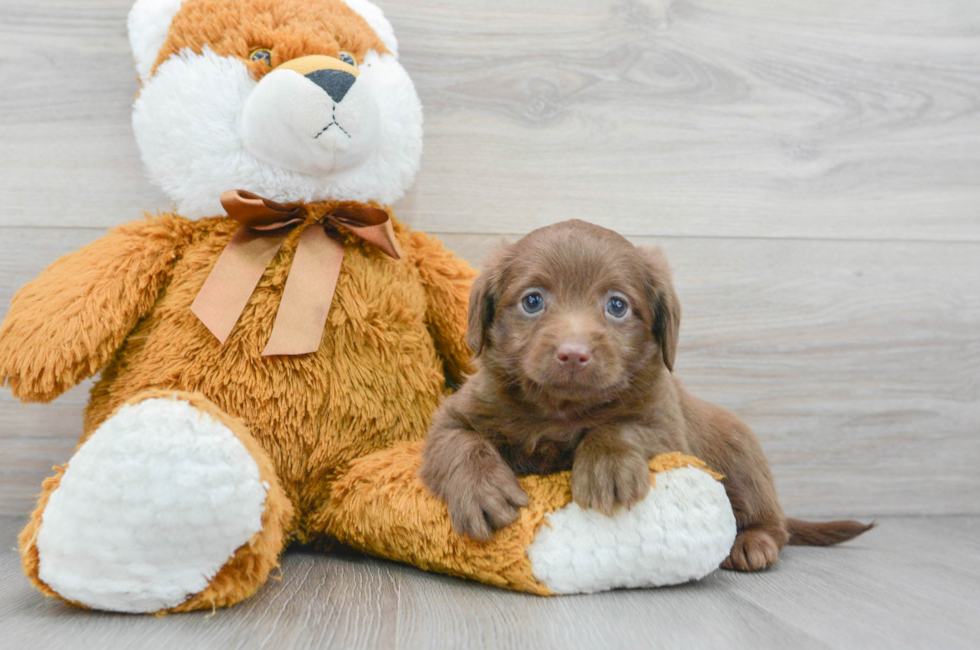 6 week old Mini Labradoodle Puppy For Sale - Florida Fur Babies