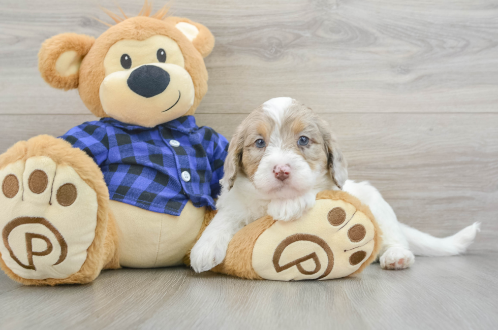 6 week old Mini Labradoodle Puppy For Sale - Florida Fur Babies