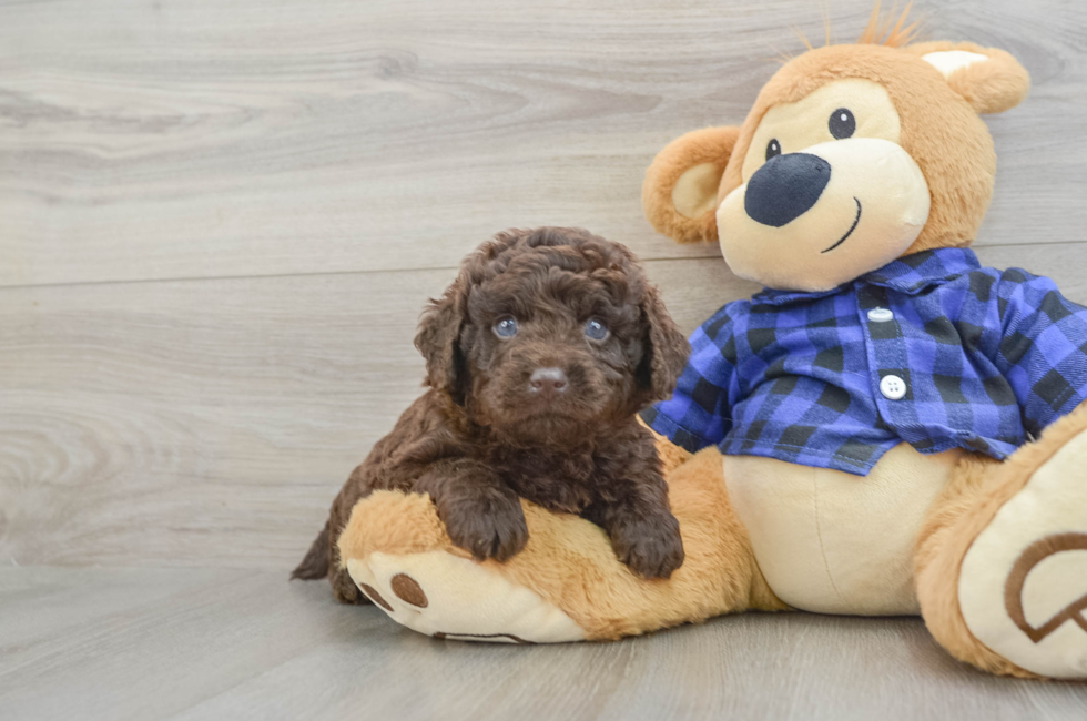 6 week old Mini Labradoodle Puppy For Sale - Florida Fur Babies