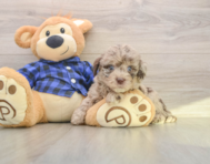 6 week old Mini Labradoodle Puppy For Sale - Florida Fur Babies