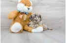 Meet Starbuck - our Mini Labradoodle Puppy Photo 1/3 - Florida Fur Babies