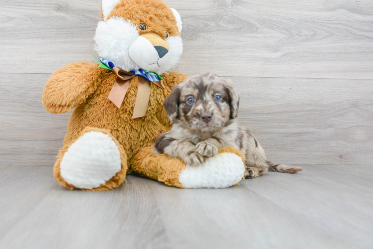 Meet Starbuck - our Mini Labradoodle Puppy Photo 1/3 - Florida Fur Babies