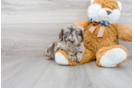 Meet Starbuck - our Mini Labradoodle Puppy Photo 2/3 - Florida Fur Babies