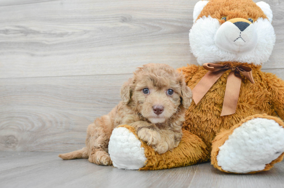 7 week old Mini Labradoodle Puppy For Sale - Florida Fur Babies