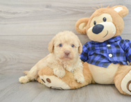 7 week old Mini Labradoodle Puppy For Sale - Florida Fur Babies