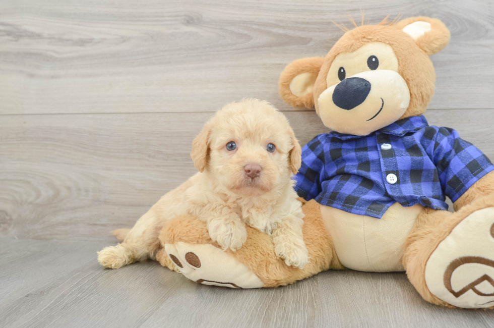 6 week old Mini Labradoodle Puppy For Sale - Florida Fur Babies