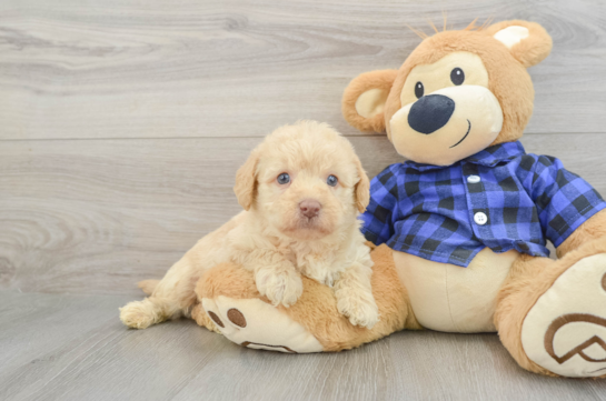 Fluffy Mini Labradoodle Poodle Mix Pup