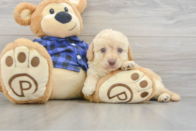 Smart Mini Labradoodle Poodle Mix Pup