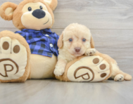 7 week old Mini Labradoodle Puppy For Sale - Florida Fur Babies