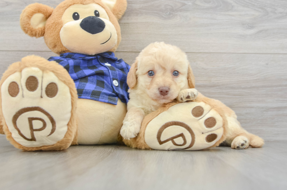 6 week old Mini Labradoodle Puppy For Sale - Florida Fur Babies