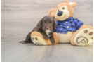 Mini Labradoodle Puppy for Adoption